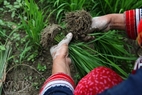 Rice seedlings are pulled up after a rain to avoid breaking their roots.