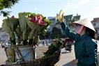 Selling lotus flowers on a street in Hanoi.