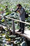 西湖荷花池吸引大批摄影师来摄影。 