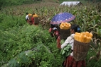 Những người phụ nữ dân tộc Mông trên cao nguyên Mộc Châu (Sơn La) gùi ngô trên nương về nhà. 