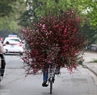 Велосипеды, полные персиковых цветов из сел Нят Тан и Фу Тхыонг,  сообщают о  приближающейся весне на ханойских улицах