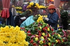 Nombre de variétés de fleur du pays sont vendues au marché aux fleursde Nhât Tân 