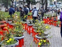 Les arbricotier en fleurs,  plante propre au Sud, sont mis en vente aussi à Hanoi 