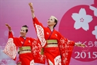Le groupe de danse japonais Maika interprétant la danse traditionnelle Yosakoi – la danse indispensable dans les fête des fleur de cerisiers.