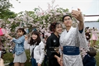 Жители Ханоя любят фотографироваться возле ветвей цветущей вишни, привезённых из Японии во Вьетнам.