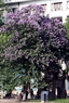 紫薇树冠覆盖还剑湖旁的和风塔。