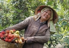La joie du propriétaire d’un jardin qui vient d’obtenir une récolte abondante de fruits de  ramboutan appelés encore litchis chevelus.