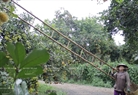 Muốn thu hoạch trái chôm chôm, chủ vườn phải chuẩn bị dụng cụ là những chiếc thang dài để leo hái.