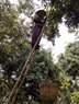 Un agriculteur récolte des ramboutans à l’aide d’une échelle 
