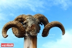 Самые древние головы козлов висят в местах священных ритуалов. Фото: Чан Хьеу