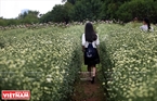 Many youngsters seek ways to the flower gardens to buy daisies. Photo: Cong Dat