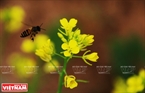 Màu vàng cùng mùi hương của hoa cải đã thu hút ong tới hút mật. Ảnh: Quỳnh Anh