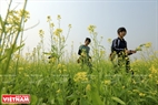 Mustard flowers blossom in late winter. Photo: Cong Dat/VNP