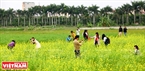 Many youngsters visit mustard flower fields to take photos. Photo: Tran Thanh Giang/VNP