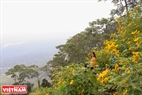 El color amarillo de los girasoles silvestres se extiende creando un poético y atractivo paisaje. Foto: Tran Hieu