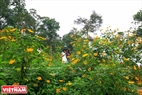 Дикие подсолнухи цветут в течение месяцев в конце года. Фото: Вьет Кыонг