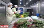 Các công nhân đóng gói rau tại nhà xưởng của trang trại.