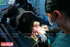 По окончании процедуры проверки здоровья доктор Кахалане начинает операцию у чёрного уссурийского медведя Зебеде.