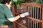 El oso negro asiático Zebedee es tratado por los veterinarios y enfermeras de la Fundación de Animales de Asia cuando su operación quirúrgica terminó.