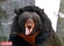 Чёрный уссурийский медведь Зебеде является знакомым пациентом для ветеринарных врачей Центра спасения медведей. В результате удара в морду, когда он был маленьким, у него образовалось отверстие между полостью рта с носоглоткой. В течение 15 лет проживания в лагере для медведей, его содержали в железной клетке в тёмном углу кухни и периодически откачивали жёлчный экстракт. На фото: Чёрный уссурийский медведь Зебеде перед операцией.