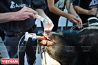 Доктор Кахалане вместе с группой ветеринарных врачей из Азиатской организации по спасению животных проводит подготовительную работу для операции у чёрного уссурийского медведя Зебеде.