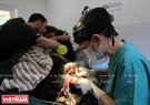 Après un examen sanitaire, le vétérinaire Alane Cahalane commence une opération chirurgicale sur l’ours noir d’Asie Zebedee.