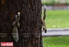 Squirrels take bananas up the tree.