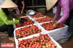  С начала июня провинция Бакжанг экспортировала  более чем 11.000 тонн плодов личи на китайский рынок.