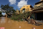 Do ảnh hưởng của bão số 9 nhiều cây to trong các khu phố cũng bị quật đổ.