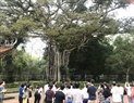 람킨 유적지에 있는 100년 된 반얀 나무