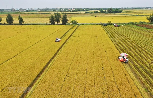 Joint efforts needed for sustainable development of rice farming in ...
