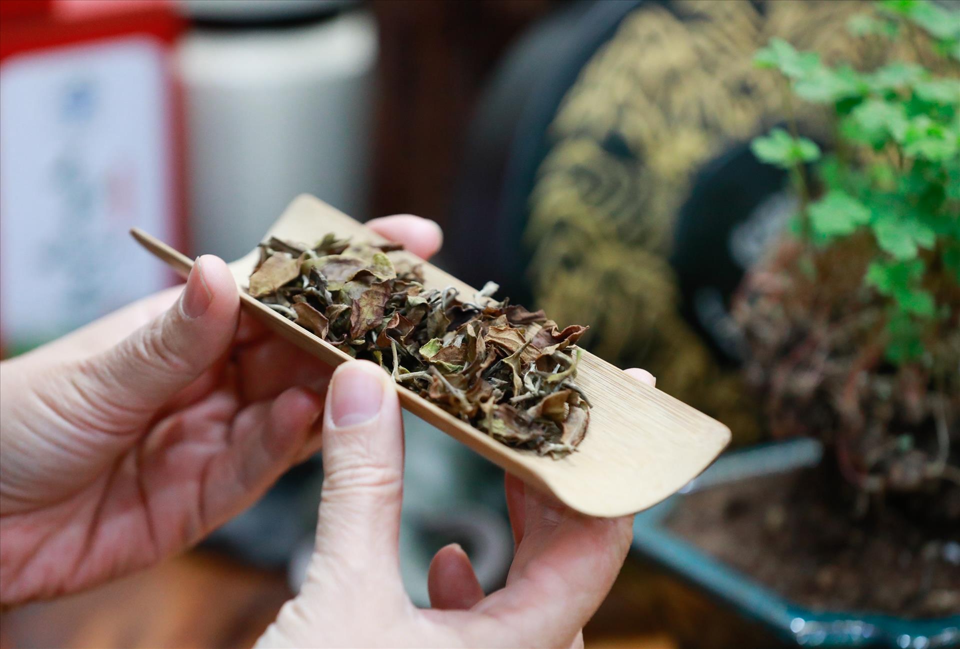 ヴィエットトゥー茶 海のお茶の真髄