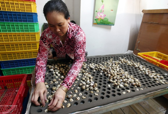 Quails Raised By Nguyen Ho Vietnam Pictorial