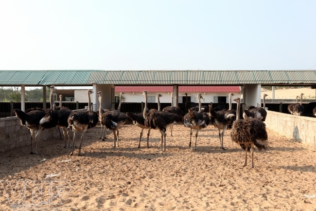 Разведение страусов в провинции Куангбинь