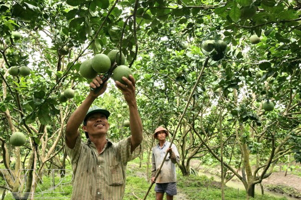 Vietnamese Fruit | HANG XANH INTERNATIONAL Co., Ltd.