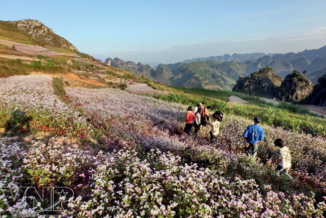 Buckwheat Flower Season | Vietnam Information - Discover the beauty of ...