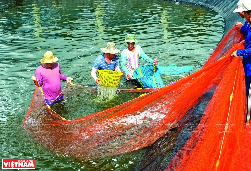 ベトナムの養殖海老の拠点 ベトナムフォトジャーナル