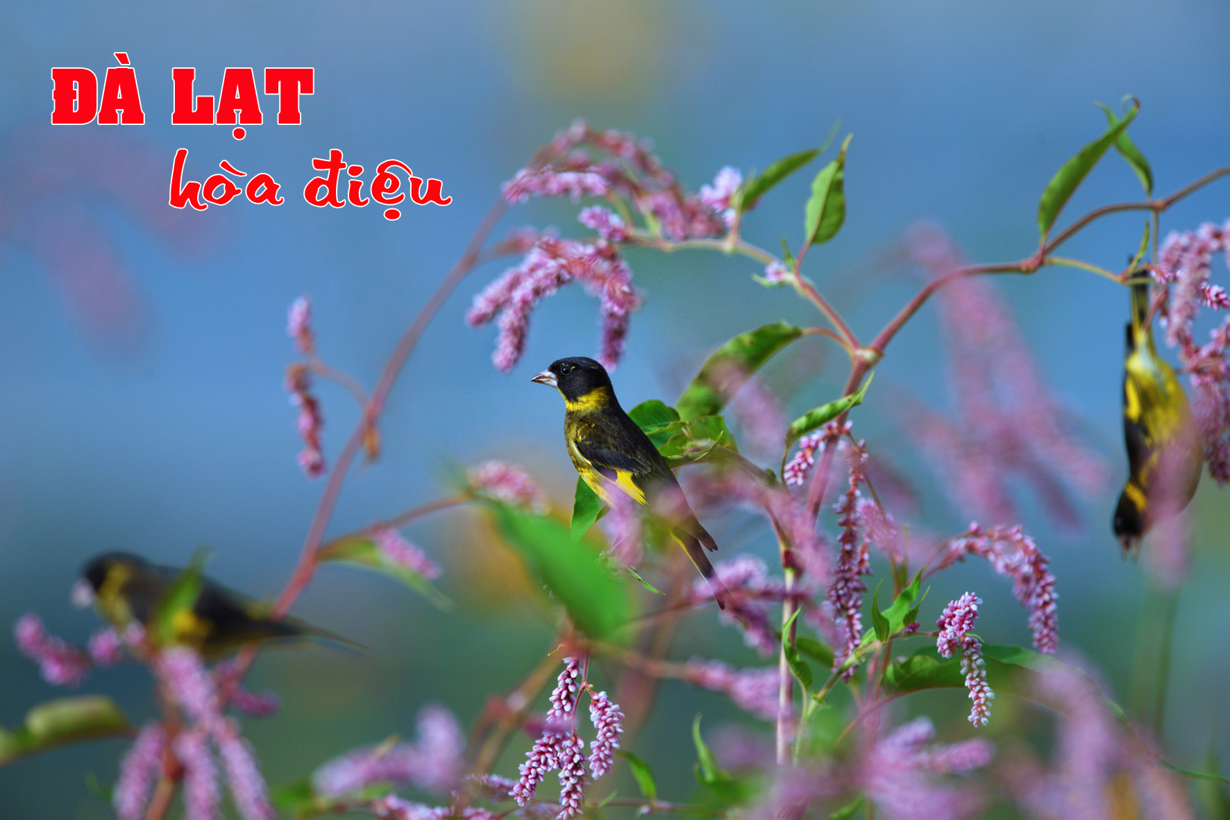 Đà Lạt hòa điệu