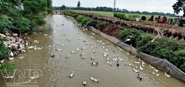 Hồng Dương phát triển kinh tế trang trại