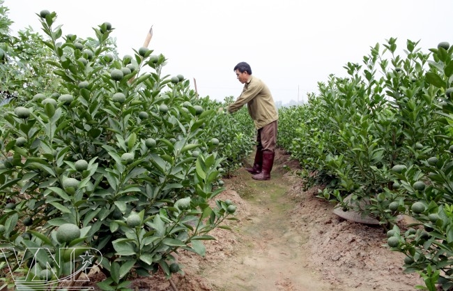 Xây dựng nông thôn mới – những bài học từ cơ sở