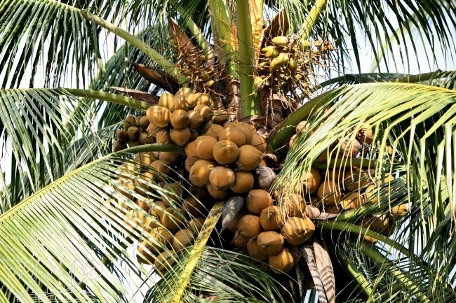 BETRIMEX: ココナッツを栽培する地域のトレードマーク