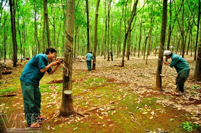 árboles De Caucho En Binh Phuoc Revista Vietnam