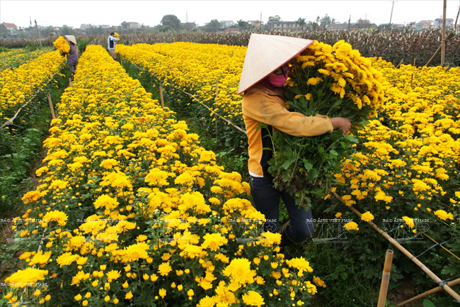 Specialised Farming Areas from Alluvial Soil - Vietnam Pictorial