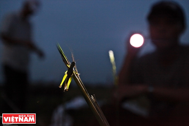 Grasshopper Catching Season