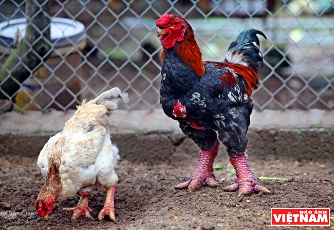 Pollo Dong Tao, especie rara y costosa