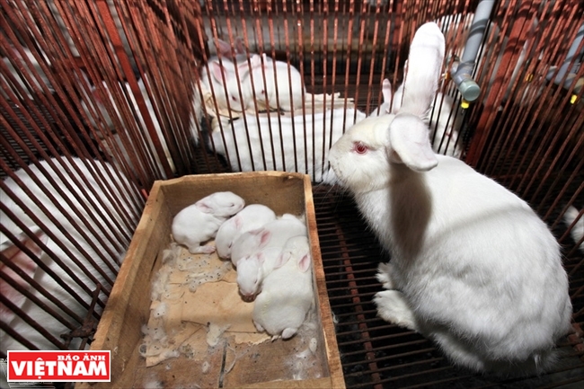 ニュージランドのウサギ ベトナムフォトジャーナル