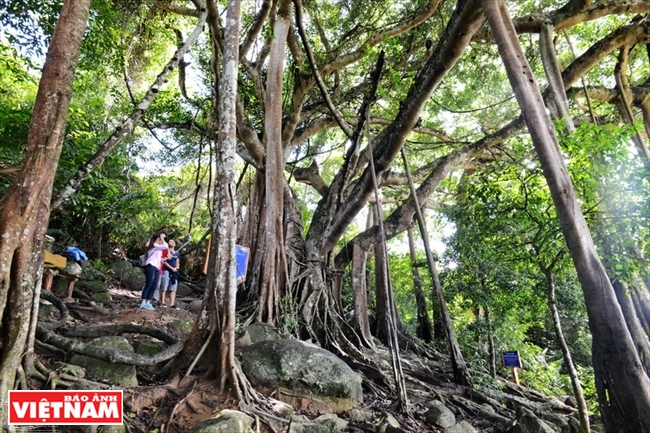 ソンチャー（Son Tra）半島における最も古い長寿の木バンヤン