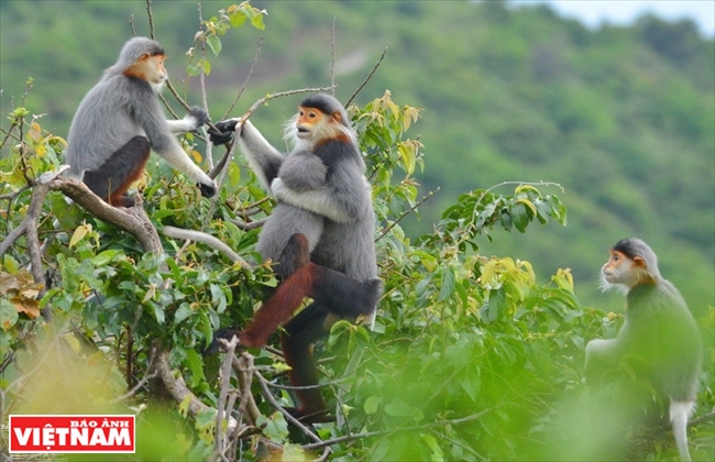 ソンチャ半島に生息するドゥークラングール