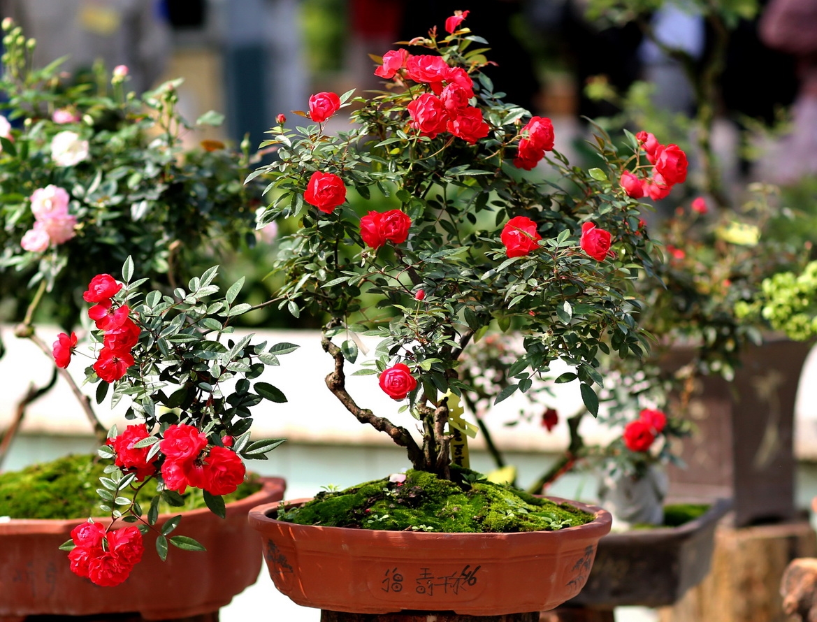 Mãn nhãn những cây hồng cổ bonsai